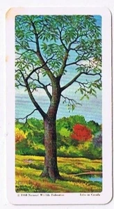 Brooke Bond Red Rose Tea Card #19 Black Walnut Trees Of North America - Picture 1 of 2