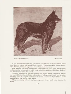 BELGISCHER SCHSCHÄFERHUND GRONENDAEL ALTER VINTAGE 1934 BENANNTER HUND DRUCK SEITE - Bild 1 von 1