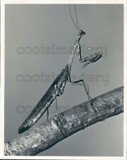 1967 Press Photo Praying Mantis Insect on Limb Side View