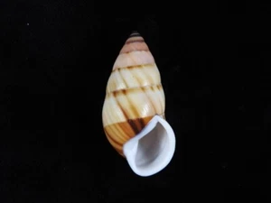 Caracol terrestre Amphidromus inversus f.anamiticus 48,9 mm ID#8796 - Imagen 1 de 3