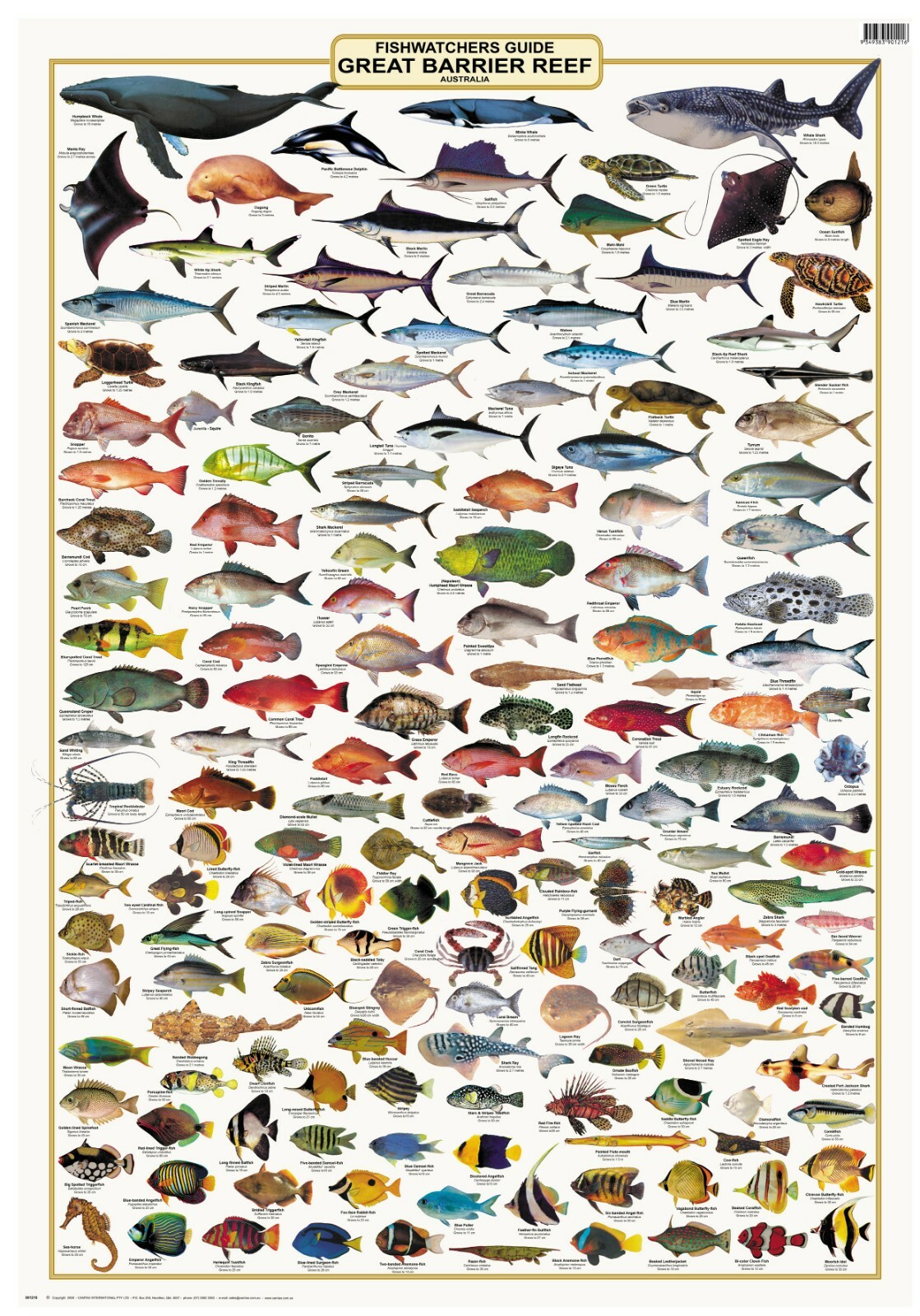 Fish Identification - Fisherman's Guide QLD & GBR - LAMINATED - WALL ...