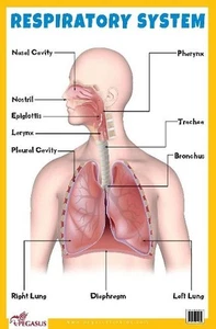 Respiratory System Educational Chart by Pegasus - Bild 1 von 1
