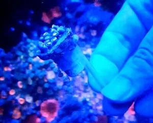Reef Aquarium -Coral Frag Plug Holder Spike (10x Spikes) No More Ugly Frag Racks - Picture 1 of 9