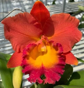 Rlc Siam Orange Cattleya Type Orchid Plant in 2.5" Pot - Picture 1 of 7