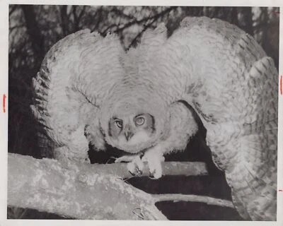  1960 Owly Young сова Осакис Миннесота 10 x 8 редкая винтажная - оригинальное фото для прессы - Изображение 1 из 2
