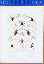 SPIDERS, Phalangium, Goniosoma, Trogulas, & Rhyncholophus-1849 Lilithograph