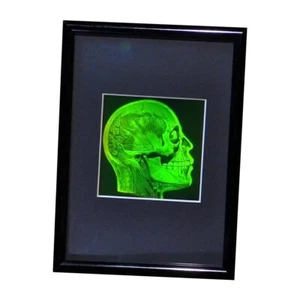 Fotopolímero 3D Cerebro/Cráneo Realista Imagen de Holograma 3D de 2 Canales - Enmarcada - Imagen 1 de 7