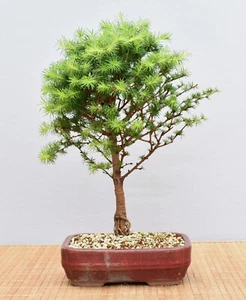 Bonsai Outdoor, Japanische Lärche (Larix kaempferi) 25070 | Bonsai-Garten-Müller - Bild 1 von 2