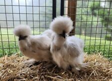 4 (+2 Free) Bearded Silkie Hatching Eggs - Auction #4