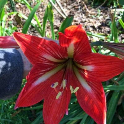 Hippeastrum | Amaryllis Stargazer | 5 Seeds - Image 1 of 4