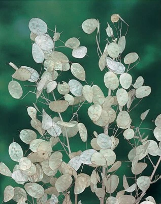 Monnaie du pape Lunaire 50 Graines