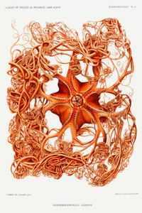 Gorgonocephalus arcticus una cesta estrella ilustración por Alberto I Príncipe de Mónaco - Imagen 1 de 3