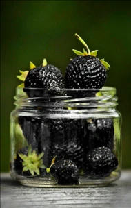 FRAGOLA NERA - BLACK STRAWBERRY, 50 SEMI + OMAGGIO - Bild 1 von 1