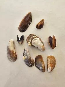 Brachidontes Variabilis cozze conchiglie di mare 10 -15 conchiglie abbondanti morte - Foto 1 di 5