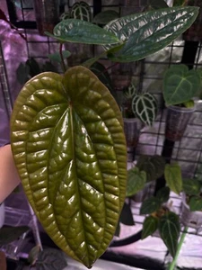 Anthurium Luxurians x Radicans - Established plant rooted in 9cm clear pot - Picture 1 of 6
