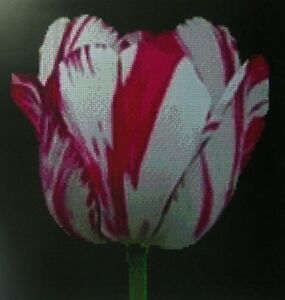 Flower Red and White Tulip Counted Cross Stitch Chart #14-110