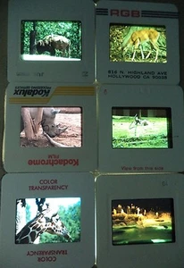Lot of 6 Original Vintage 35mm Kodak Photo Color Slides Animals Kodachrome - Picture 1 of 10