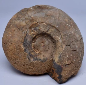AMMONITE, JURESANITES JACKSONI, WESTERN AUSTRALIA F323 - Bild 1 von 5