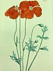 CAUCASEAN POPPY FLOWER 1814 Antique Print Original Curtis Botanical