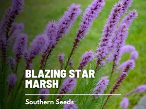 Blazing Star, Marsh - 150 Seeds, Heirloom Flower (Liatris spicata) - Picture 1 of 10