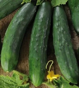 50 SEMI DI CETRIOLO LUNGO  VERDE DEGLI ORTOLANI - CETRIOLO- SEMI SELEZIONATI  - Imagen 1 de 1