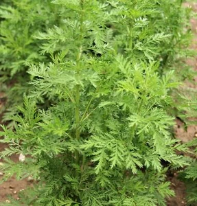 1000 SWEET WORMWOOD Artemisia Annua Sweet Annie Mugwort Sagewort Herb Seeds - Picture 1 of 9