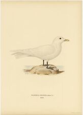 Antique Bird Print of the Ivory Gull by Von Wright (1929)