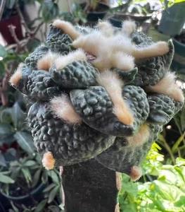 6.2cm Rare plant Ariocarpus Fis Hybird 'Godzilla' WYSIWYG G ratfed - Picture 1 of 7