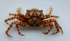 CRABS/Deep sea crab species preserved dried crabs - Picture 1 of 3