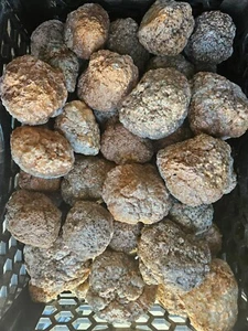 Puma agate rough nodules 4 pounds - Picture 1 of 6