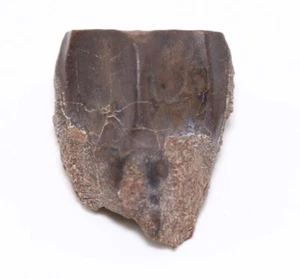 Edmontosaurus Dinosaur Fossil Tooth section Lance Creek Wyoming WY COA 6525 - Picture 1 of 10