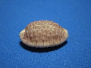 Cypraea granulata Pease,1862 "A HAWAII ENDEMIC COWRIE" (28,8mm) - Bild 1 von 7