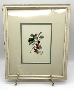 Framed Botanical Print French Cherries (Cerise Commune) 15x13 - Picture 1 of 6