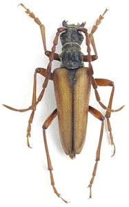 Cerambycidae Stenocorus (Toxotochorus) vittatus Kasachstan - Bild 1 von 1