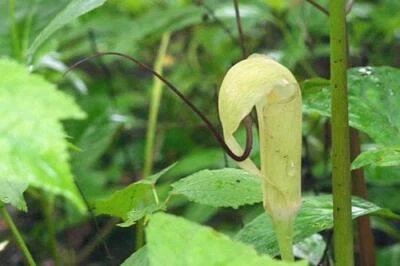 Arisaema tortuosum | Whipcord Cobra Lily | 10 Seeds - Image 1 of 4
