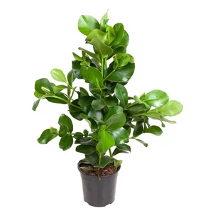 Clusia Rosea - 110 cm - ø24 bei Pflanzfix24 - Bild 1 von 4