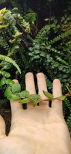 Marcgravia Sp Green-top Cuttings 5-10cm-rare Plant