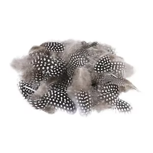 50 Perlhuhnfedern verziert Set elegantes Geflügelfedern Set Dekoration - Bild 1 von 8