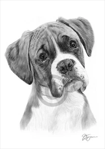 BOXER pencil drawing print A4 / A3 signed by UK artist pet portrait dog - Picture 1 of 1
