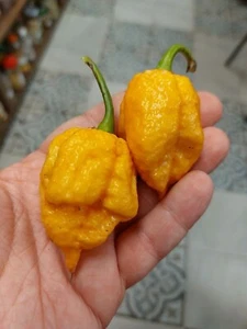 Trinidad Moruga Scorpion Peach Chili - 5+ seeds - Graines - Samen - Ch 233 - Picture 1 of 1