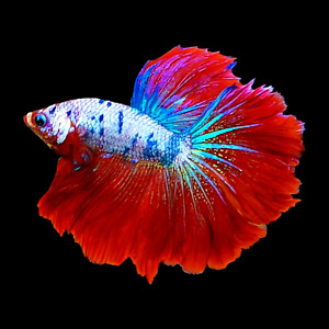 Live Betta Fish Multicolor Fancy Halfmoon Male