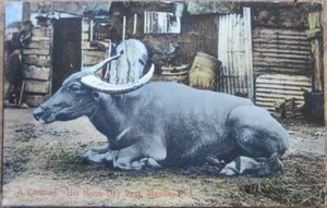 Manila, Philippine Islands 1910 Postcard, A Carabao, His Noon Day Rest - Picture 1 of 1
