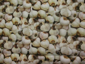 GARLIC RAW REALISTIC FOOD COTTON FABRIC FQ - Picture 1 of 5