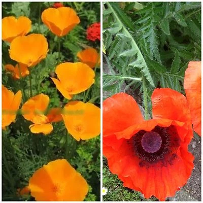 Mohn Samen Kombi-Paket roter und orangener Mohn - Bild 1 von 2
