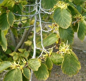 Virginische Zaubernuss Hamamelis virginiana Pflanze 5-10cm Zauberstrauch - Bild 1 von 2