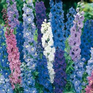 Delphinium Pacific Giant Mix Seeds DELPHINIUM MIX FLOWER SEEDS Flower Garden - Picture 1 of 1