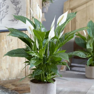 Indoor Houseplant, Peace Lily Sweet Silver, 13cm Pot, Air Purifying, Easy Care - Picture 1 of 6