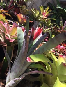 CANMEA GALAXY Young Established Plant Bromeliad - Picture 1 of 6