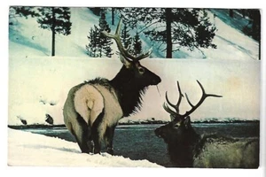 Postal de colección - Wyoming Bull Elk - Imagen 1 de 2