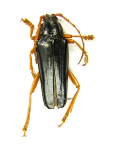 Unmounted beetle/Cerambycidae - Elateropsis lineatus, VERY RARE!, Cuba, male 3 - Picture 1 of 1